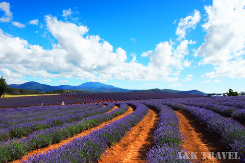 塔斯曼尼亞旅5天